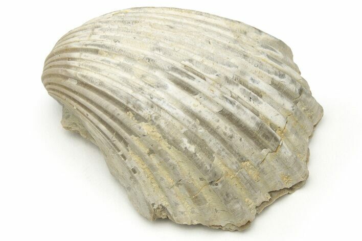 Cretaceous Bivalve Mollusk (Neithea) Fossil - Texas #216623